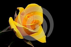 Yellow dismissed rose