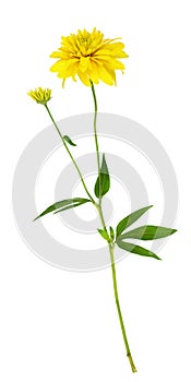 Yellow dissected rudbeckia flower and leaves
