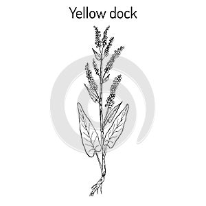 Yellow dock Rumex confertus , or parell, patience herb medicinal plant