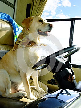 Yellow Dog Driving