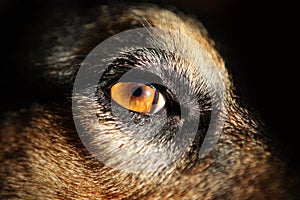 Yellow Dog Eyes - close-up