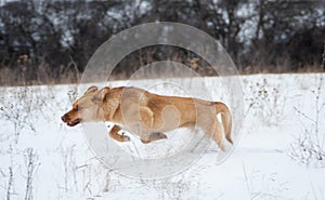 Yellow dog jumps on a gray grass background