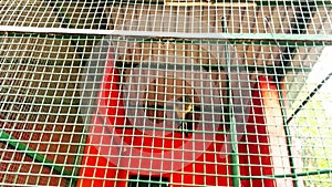 Yellow domestic canary bird or many domestic birds sitting on a twig in a cage at zoo