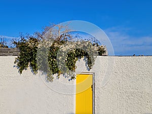 Yellow doors of irish house