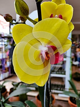 Yellow doritaenopsis orchids. Moon orchids