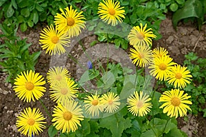 Yellow Doronicum flowers close-up photo