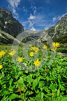 Yellow Doronicum flowers in the end of Mala Studena Dolina valley in High Tatras photo