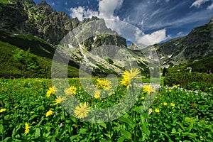 Yellow Doronicum flowers in the end of Mala Studena Dolina valley in High Tatras photo