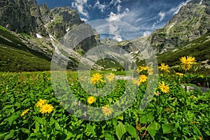 Yellow Doronicum flowers in Mala Studena Dolina valley in High Tatras photo