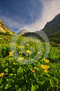 Yellow doronicum flowers in Mlynicka dolina valley in High Tatras photo