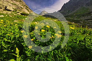 Yellow doronicum flowers in Mlynicka dolina valley in High Tatras photo