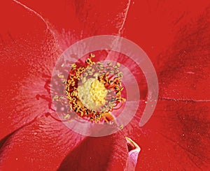 A yellow dot in the center of the red flower