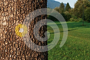 Yellow dot marking for hiking path on tree trunk