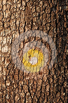 Yellow dot marking for hiking path on tree trunk