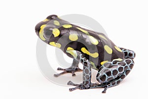 Yellow dotted poison dart or arrow frog, Ranitomeya vanzolinii