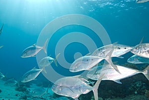 Yellow dotted trevally (carangoides fulvoguttatus)