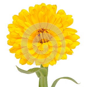 Yellow Double Calendula Flower on White Background