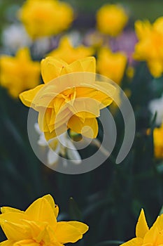 Yellow Double Daffodils