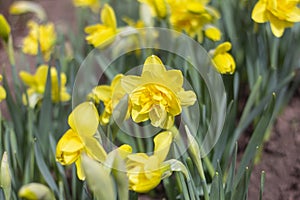 Yellow double narcissus flowers blooming in spring in the garden.