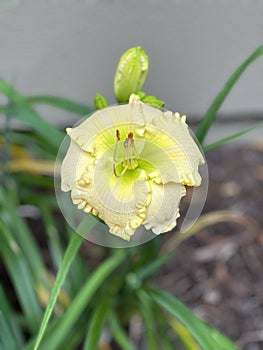 Yellow double ruffle lily flower photo