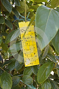 Yellow Double Sided Adhesive Flying Insect Trap