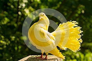 Yellow dove in forest