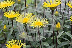 Yellow Downy Elecampane (Inula hirta) in a garden in Goettingen , Germany