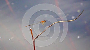 Yellow dragon fly landing on a twig