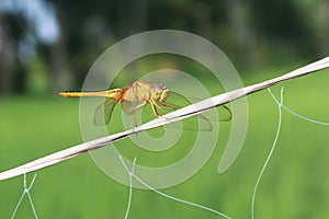 Yellow dragon fly macro