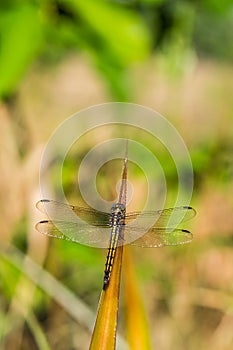 Yellow dragon fly on pineapple leaf