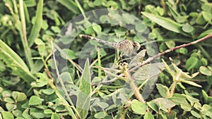 yellow dragon fly sitting on green leaf