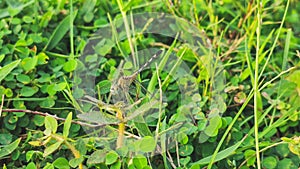 yellow dragon fly sitting on green leaf