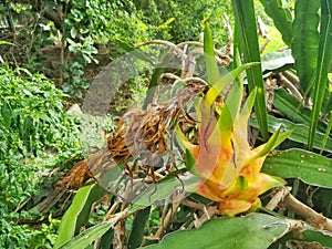 Yellow dragon fruit.