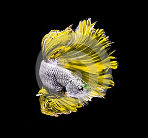 Yellow dragon siamese fighting fish, betta fish isolated on black background.