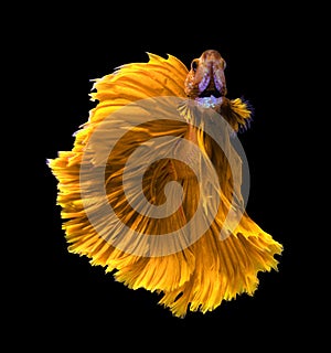 Yellow dragon siamese fighting fish, betta fish isolated on black background.