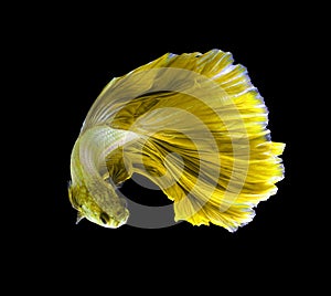 Yellow dragon siamese fighting fish, betta fish isolated on black background.