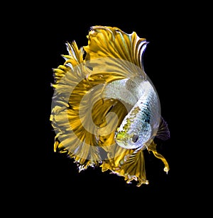 Yellow dragon siamese fighting fish, betta fish isolated on black background.