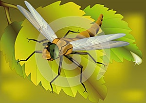 Yellow dragonfly