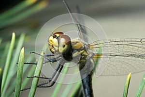 Yellow dragonfly