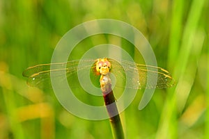 Yellow dragonfly