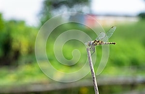 Yellow dragonfly with black marks on the body resting on a dead tree branch