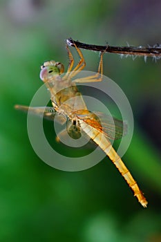 A yellow dragonfly on a dry branch