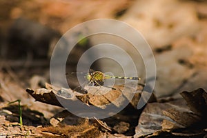 Yellow dragonfly on dry leaves