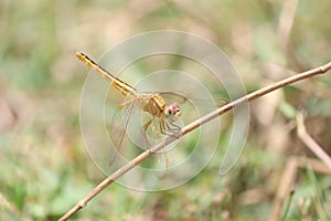 Yellow dragonfly on a dry stick
