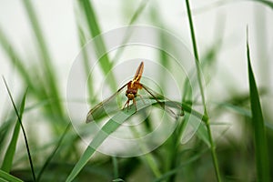 Yellow dragonfly on green leaf