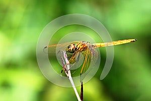 Yellow dragonfly on green leaves.