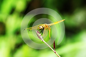 Yellow dragonfly on green leaves.