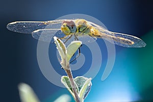 Yellow Dragonfly in an 'icy' color and feel