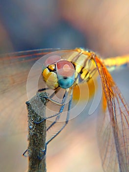 Yellow dragonfly image in detail macro
