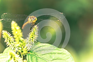 Yellow dragonfly on a plant